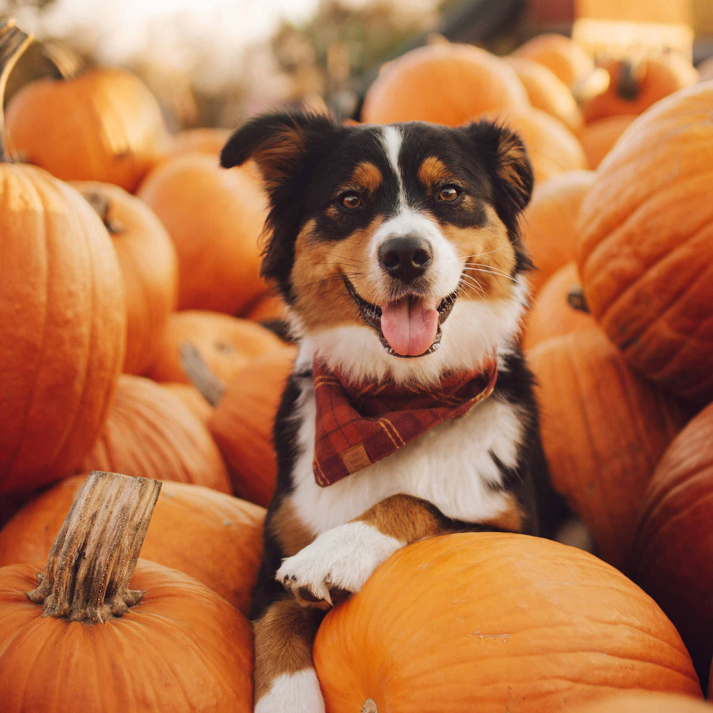 Cider Plaid Flannel Fall Dog Bandana