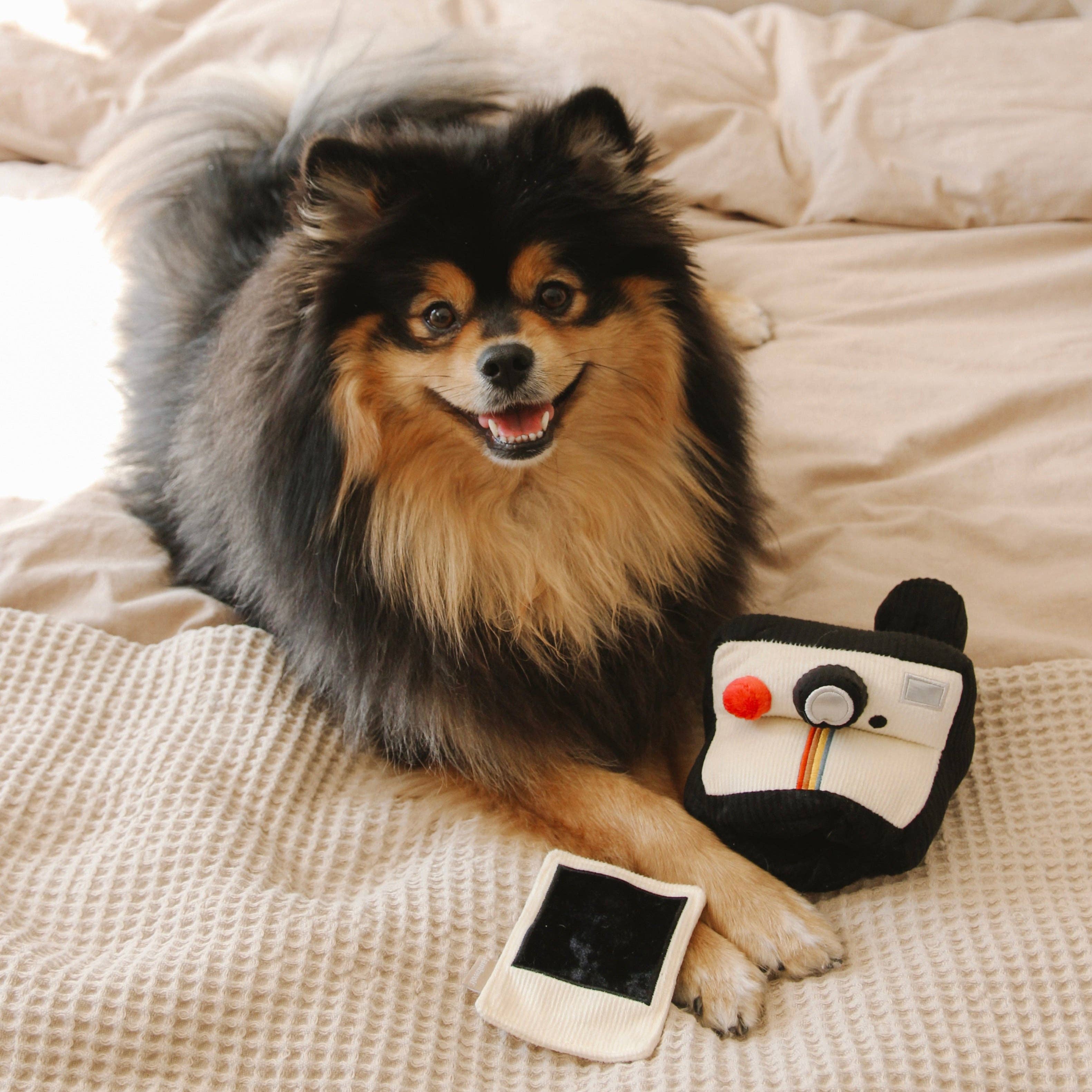 Instant Camera Enrichment Dog Toy
