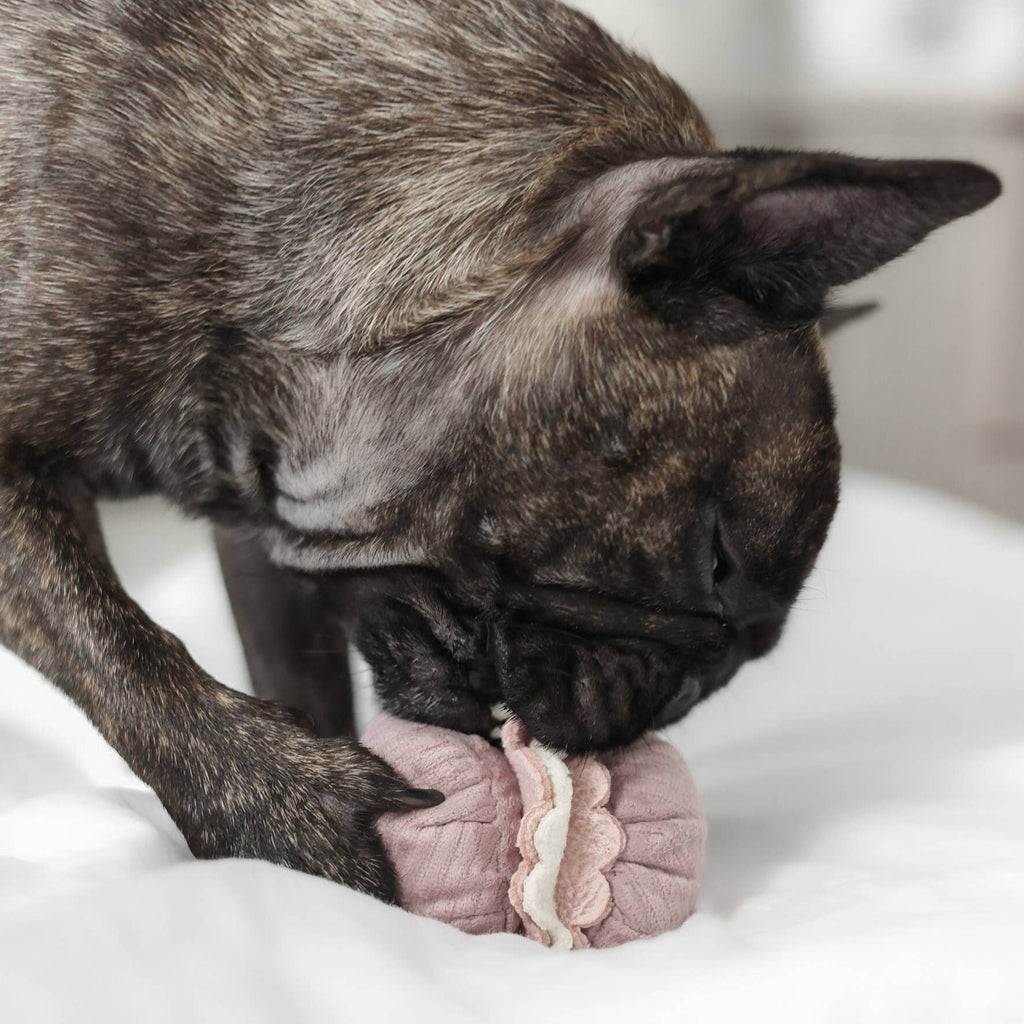 Petite Two Enrichment Dog Toy