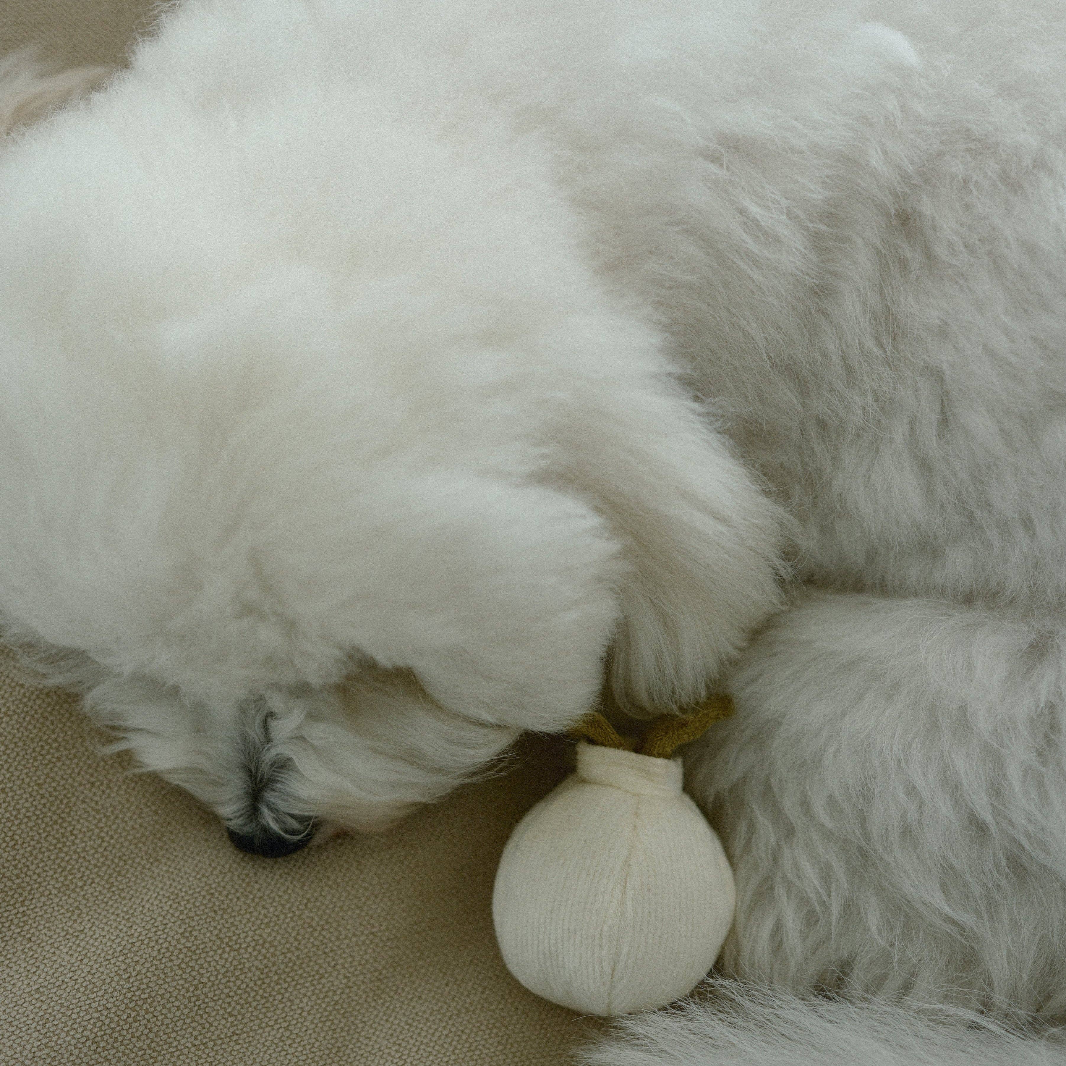 Garlic Enrichment Toy