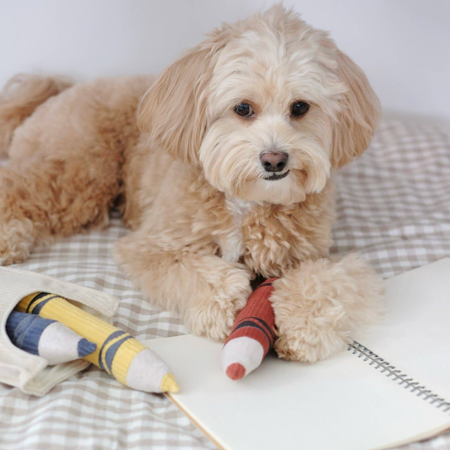 Crayons Enrichment Dog Toy