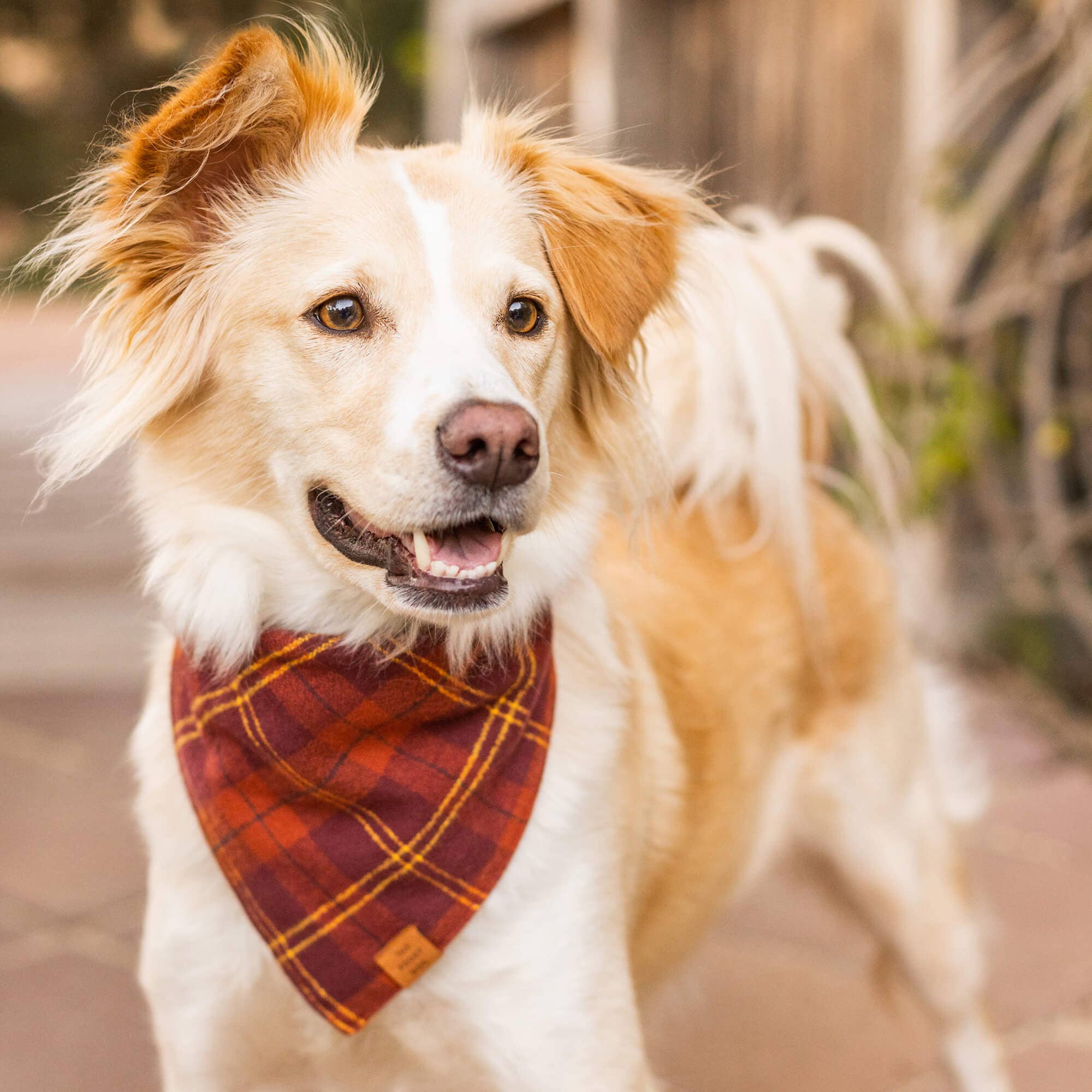 Cider Plaid Flannel Fall Dog Bandana