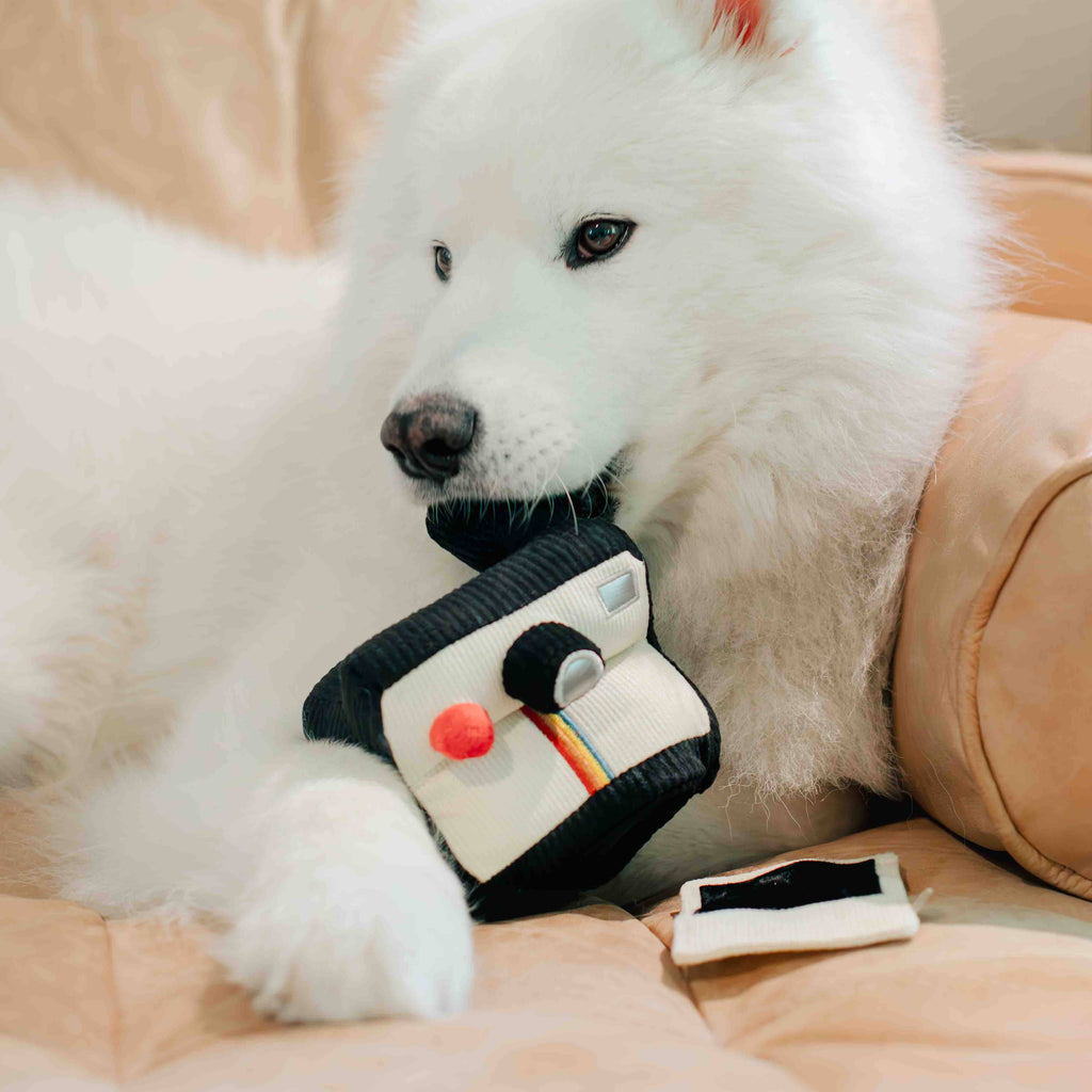 Instant Camera Enrichment Dog Toy