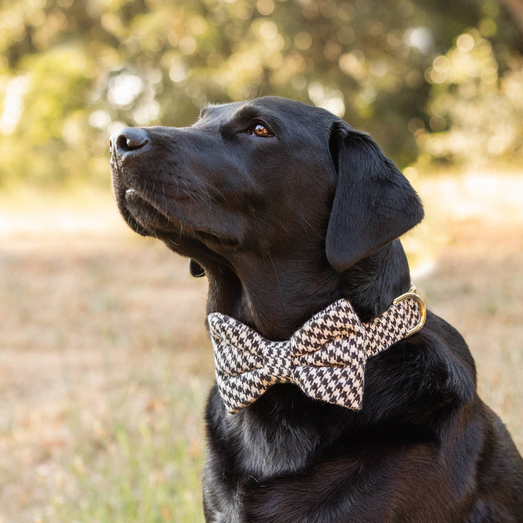 Dog Bow Tie
