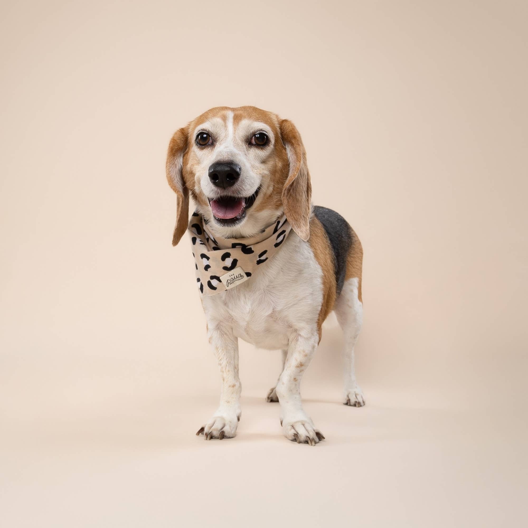 Urban Dog Bandana