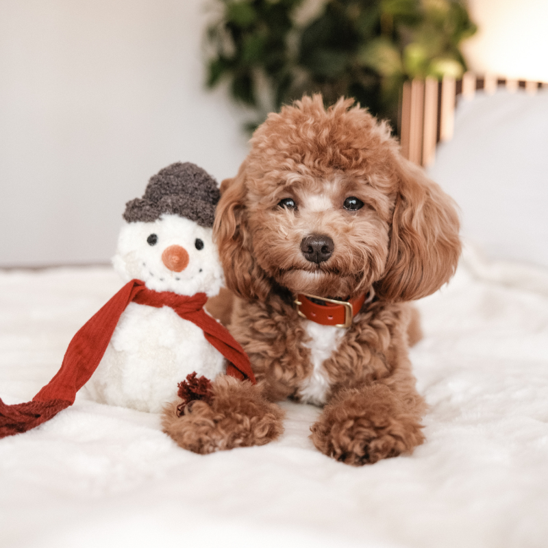 Snowman Enrichment Dog Toy