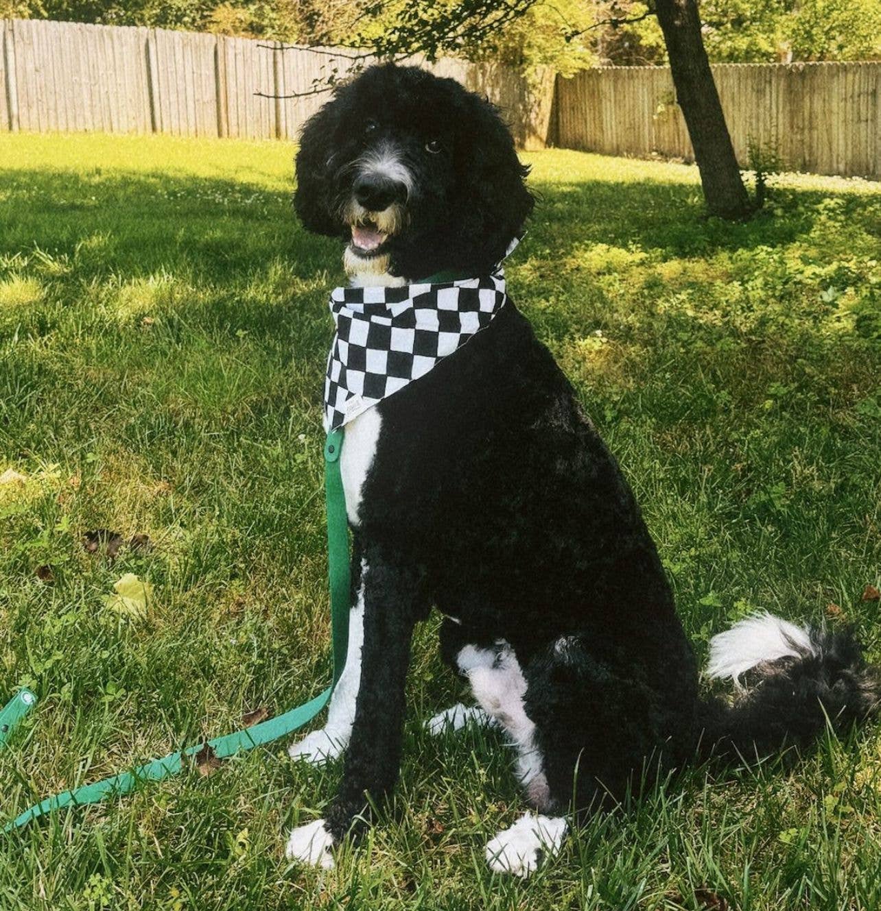 Chess Dog Bandana
