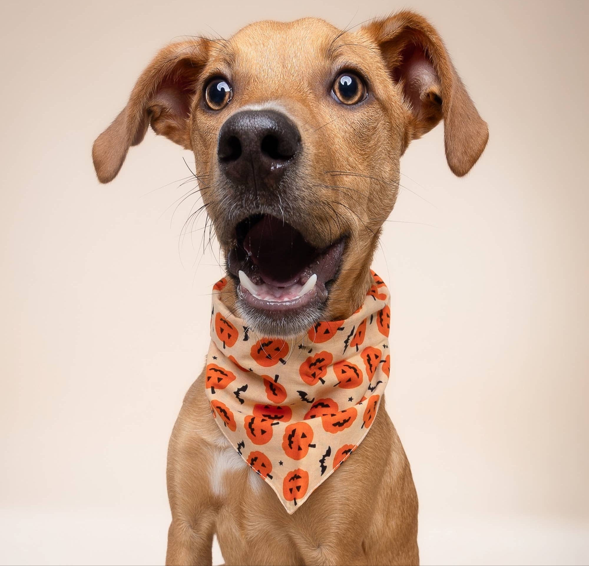 Pupkin Halloween Dog Bandana