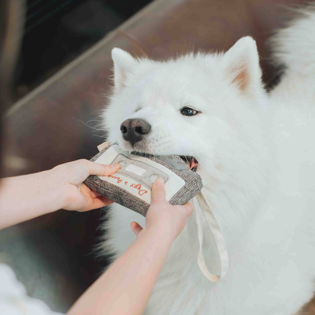 Cassette Enrichment Dog Toy