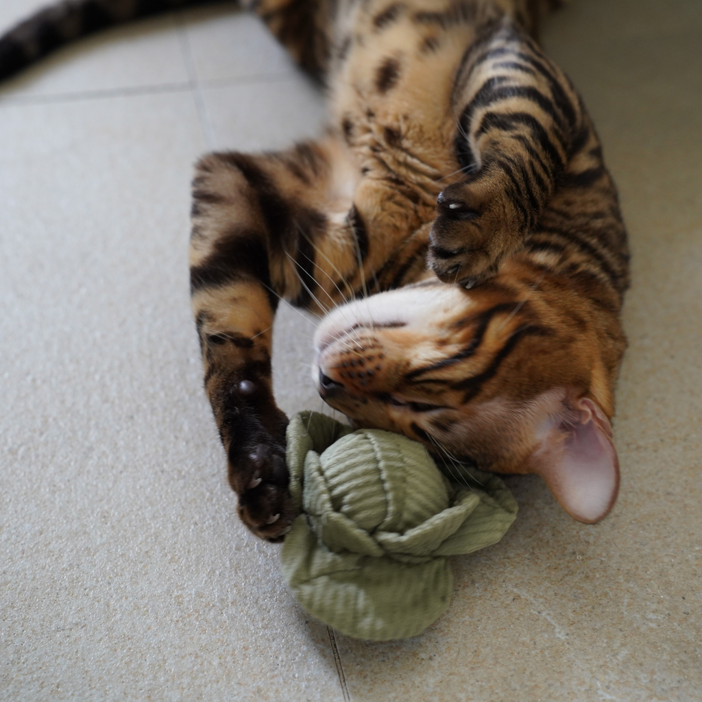 Kitty Veggie Toy Set
