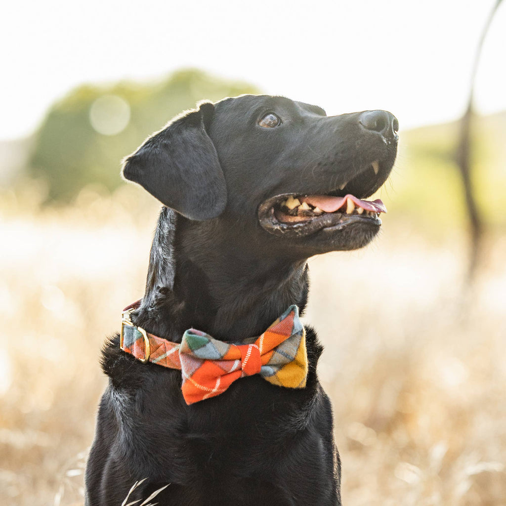 Dog Bow Tie