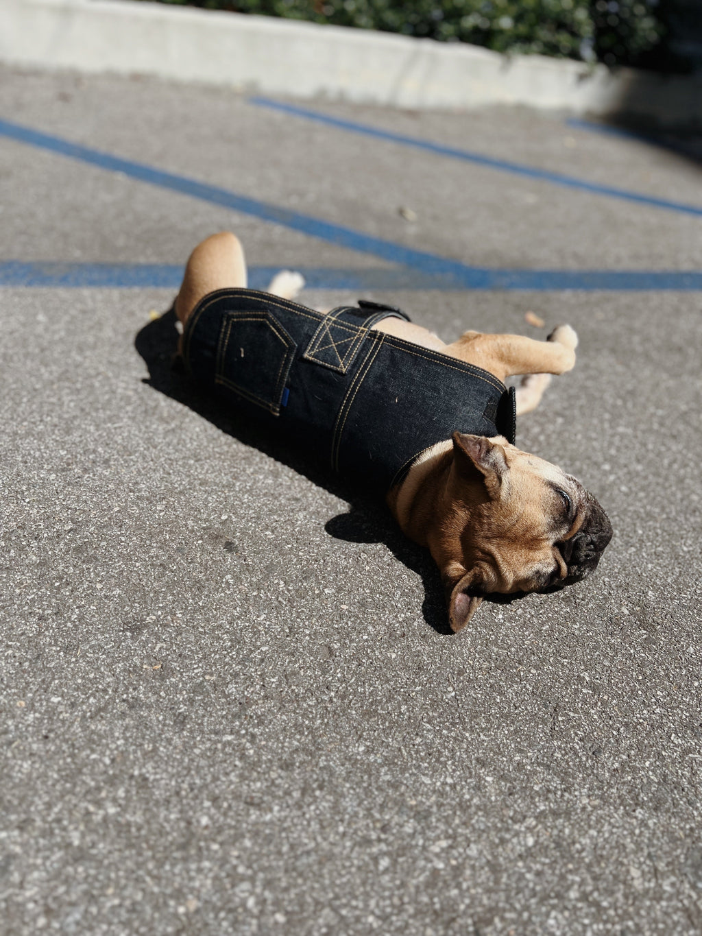 Blue Paws Denim Co. Type-1 Dog Jacket