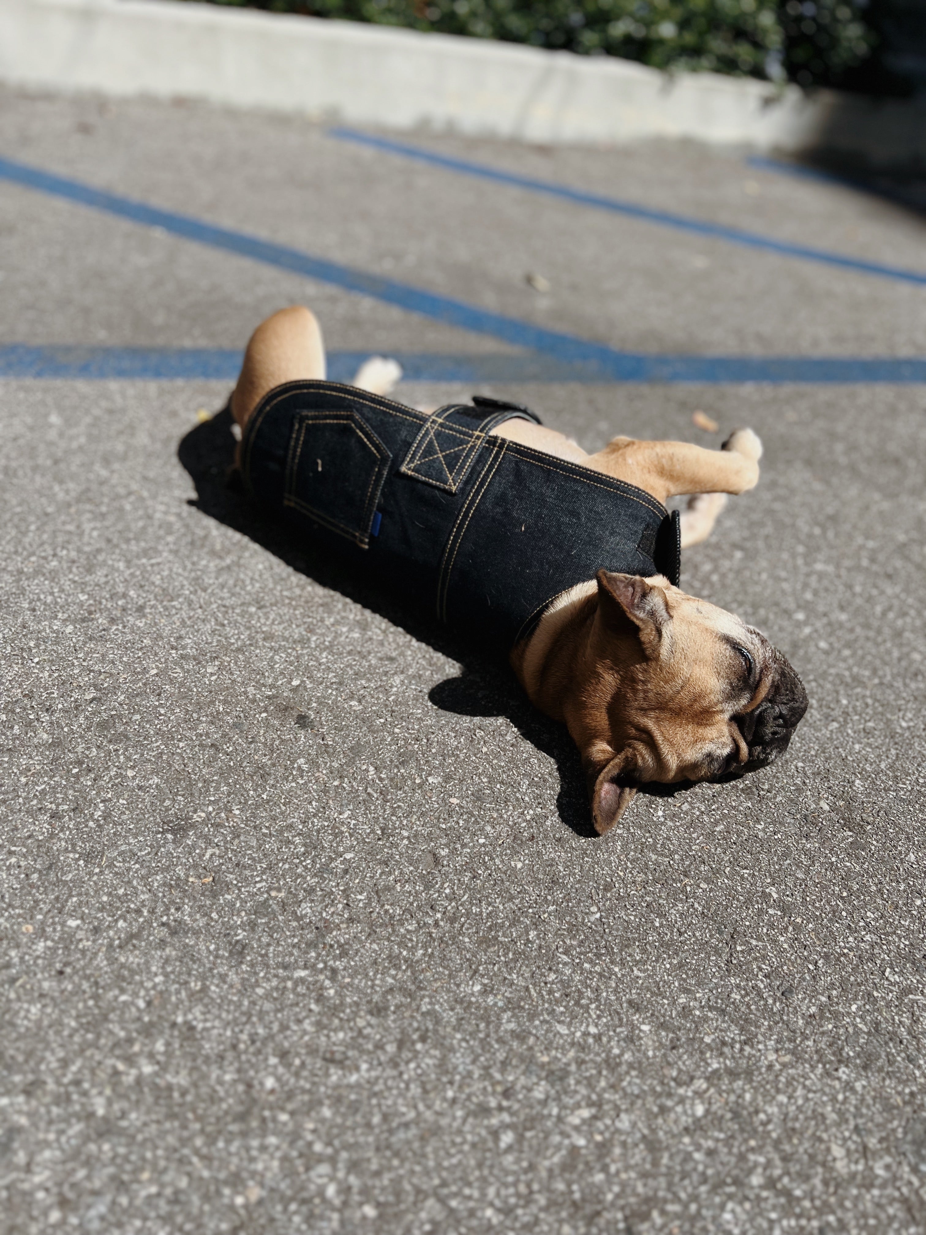 Blue Paws Denim Co. Type-1 Dog Jacket