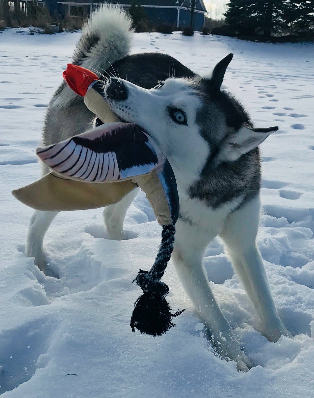 Fly & Fetch Launching Toy Duck