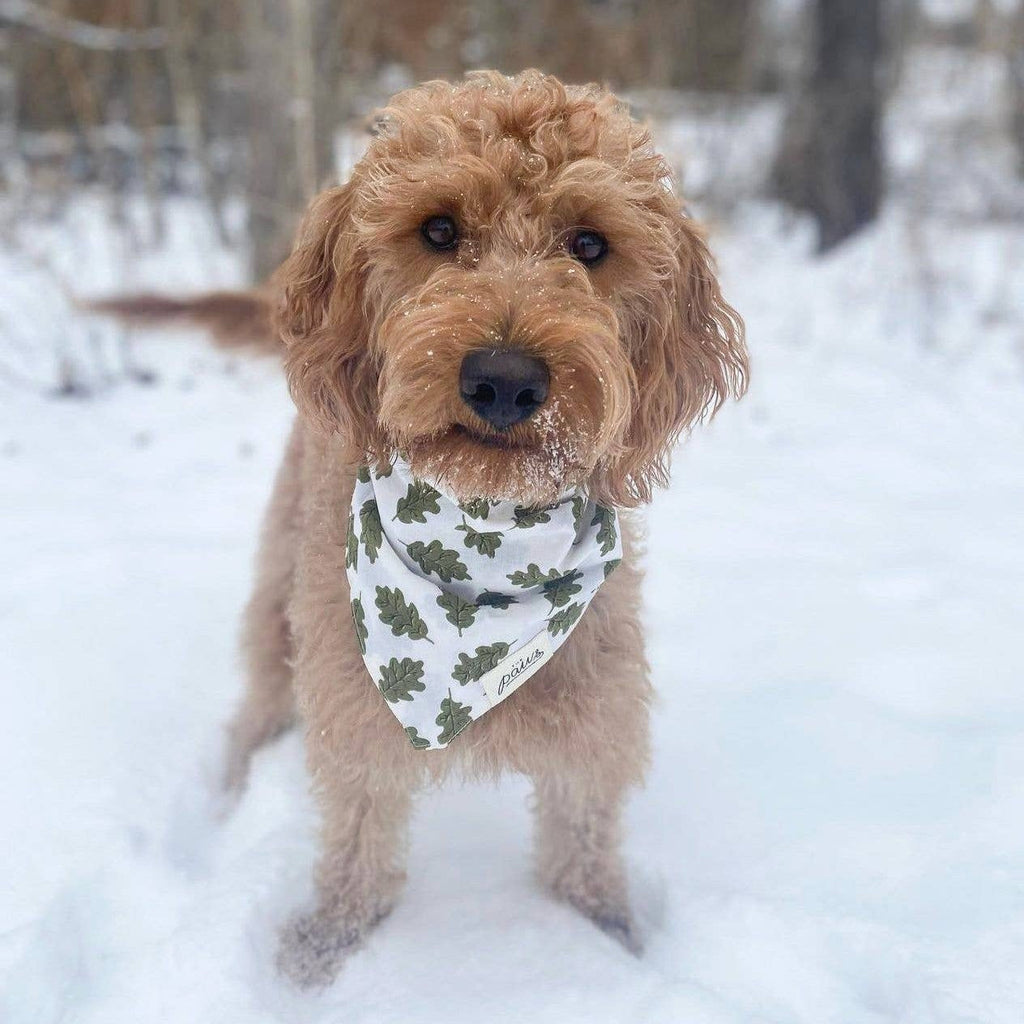 Russell Dog Bandana