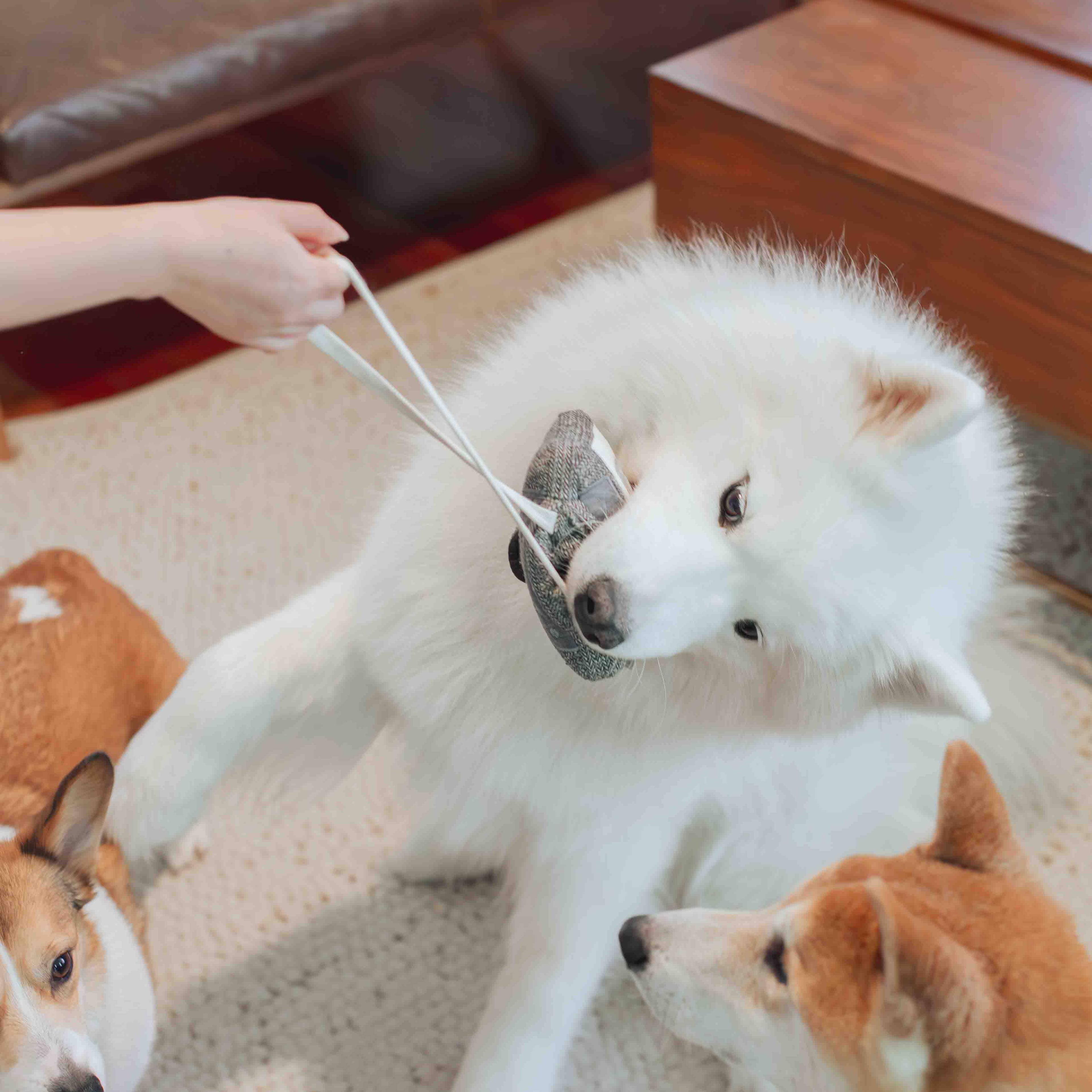 Cassette Enrichment Dog Toy