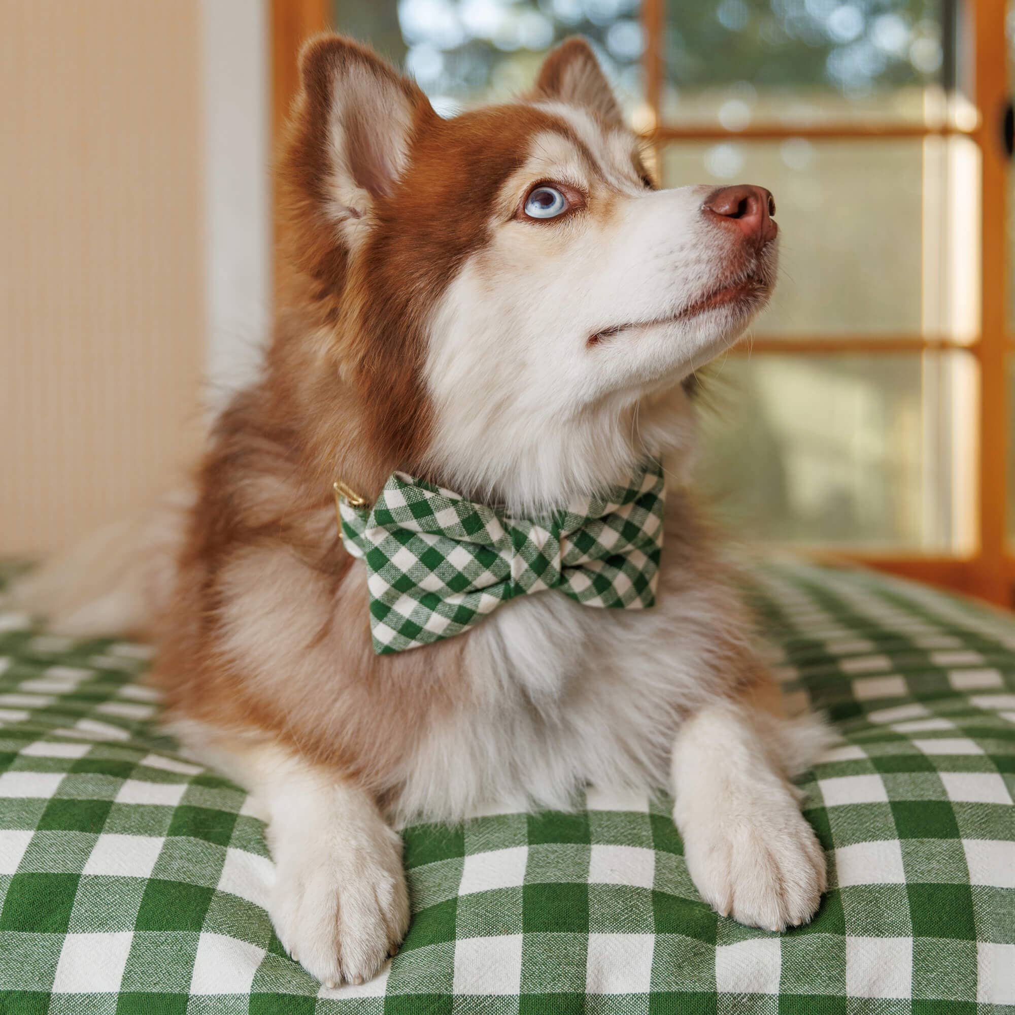 Dog Bow Tie