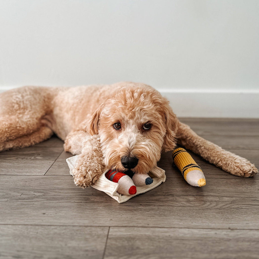 Crayons Enrichment Dog Toy