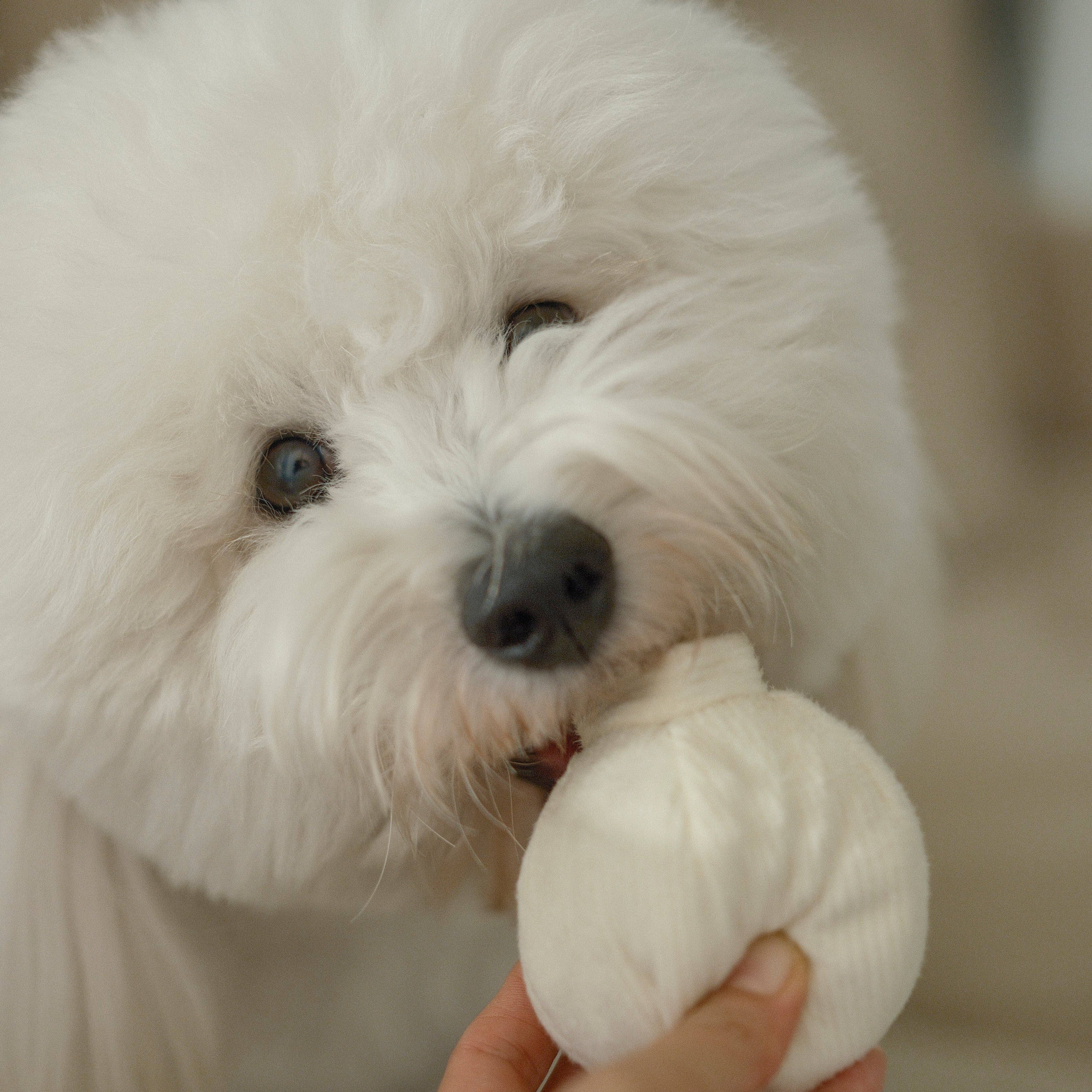 Garlic Enrichment Toy