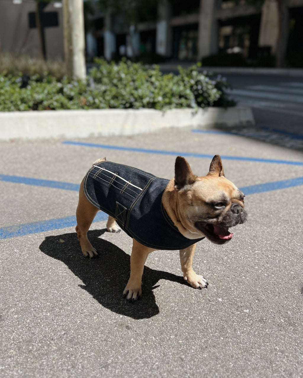 Blue Paws Denim Co. Type-1 Dog Jacket