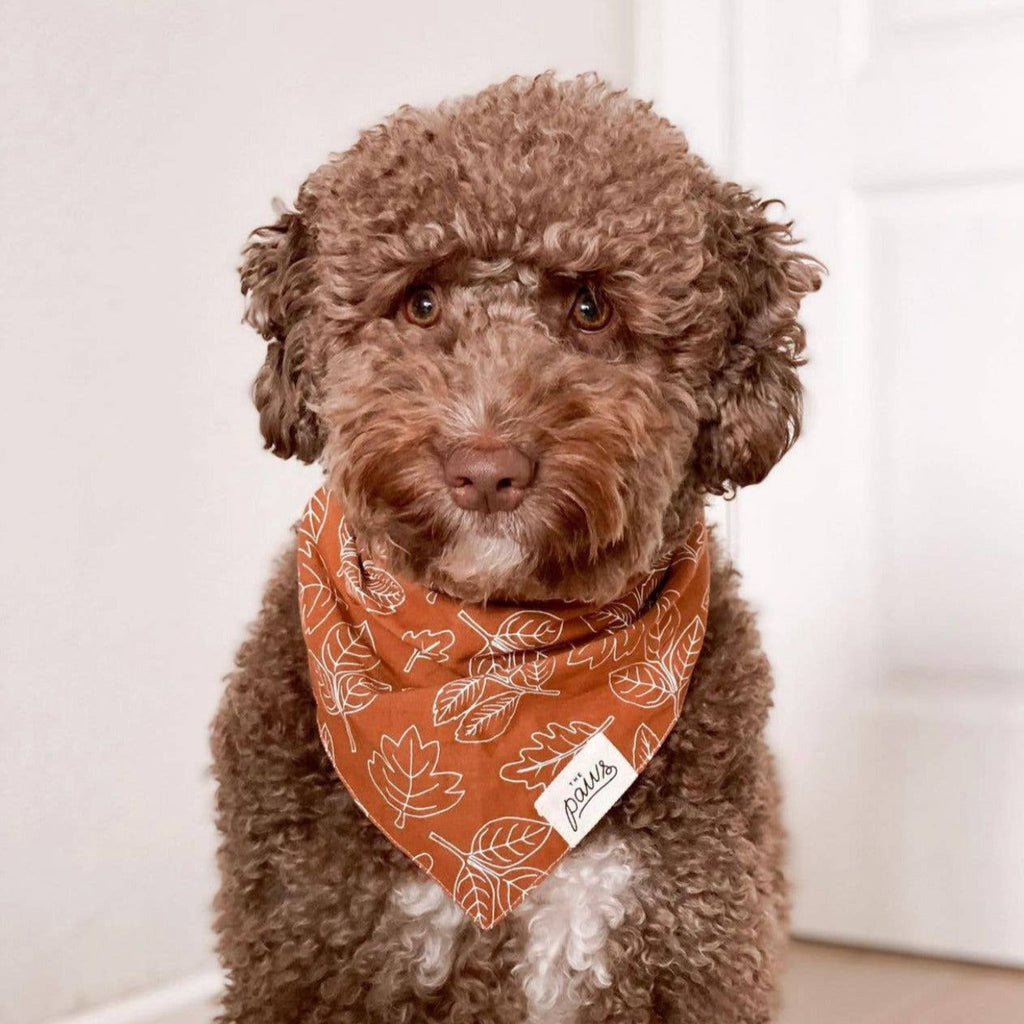 True North Dog Bandana