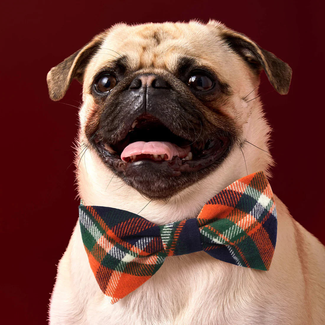 Dog Bow Tie