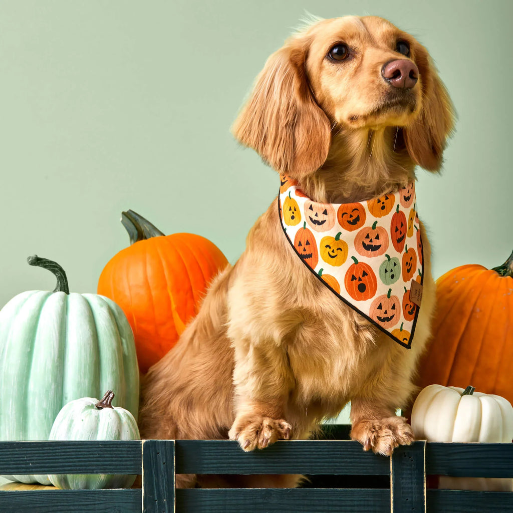 Jack-o’-Lanterns Reversible Halloween Dog Bandana