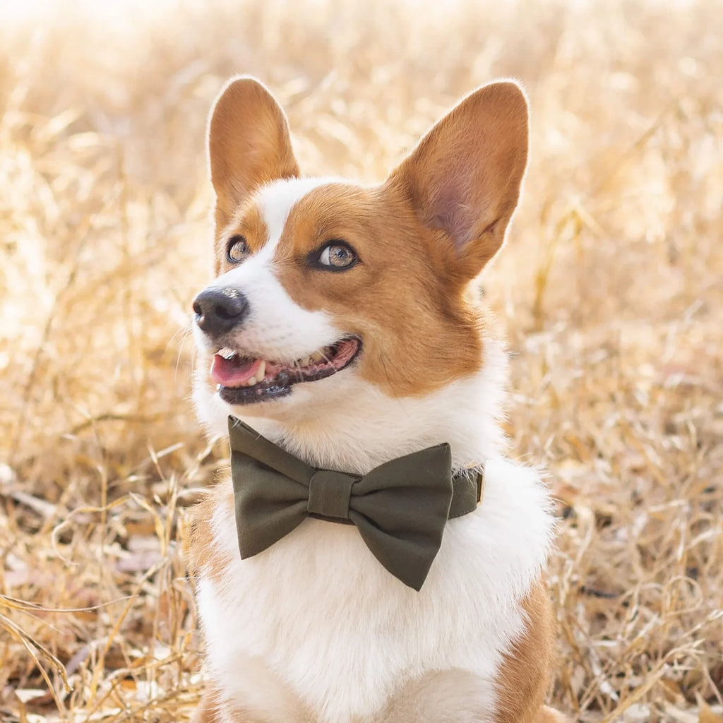 Dog Bow Tie