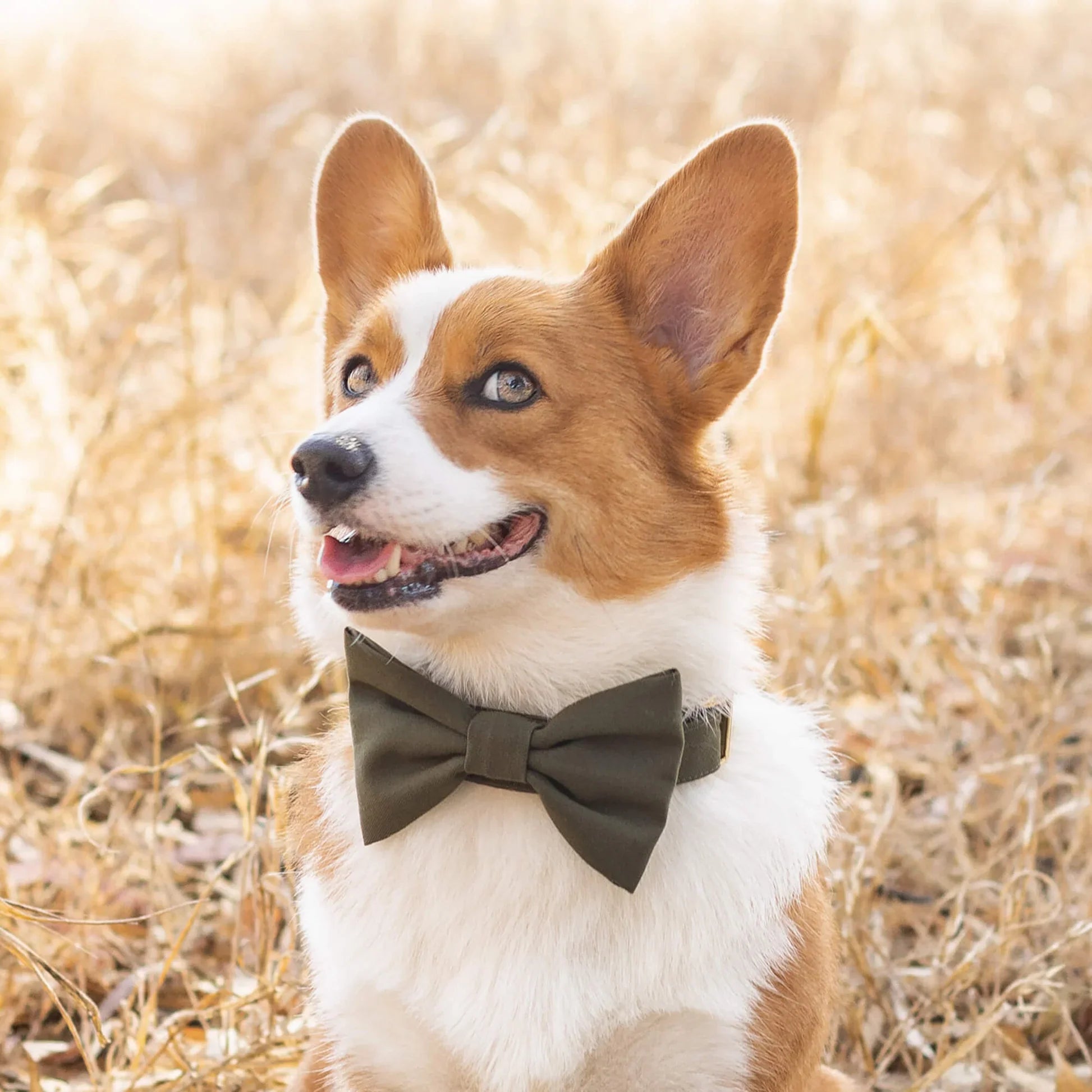 Dog Bow Tie