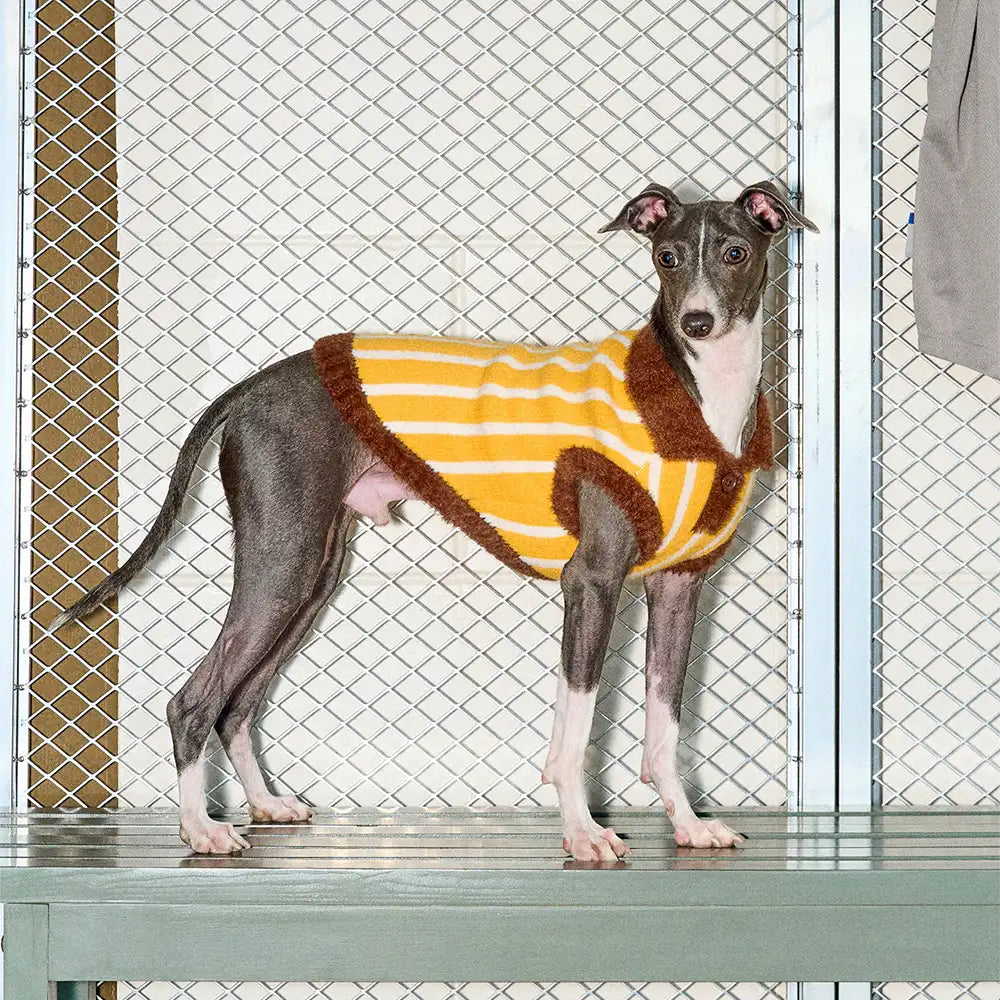 Color Blocked Striped Polo Collar Dog Sweater For Small Dogs