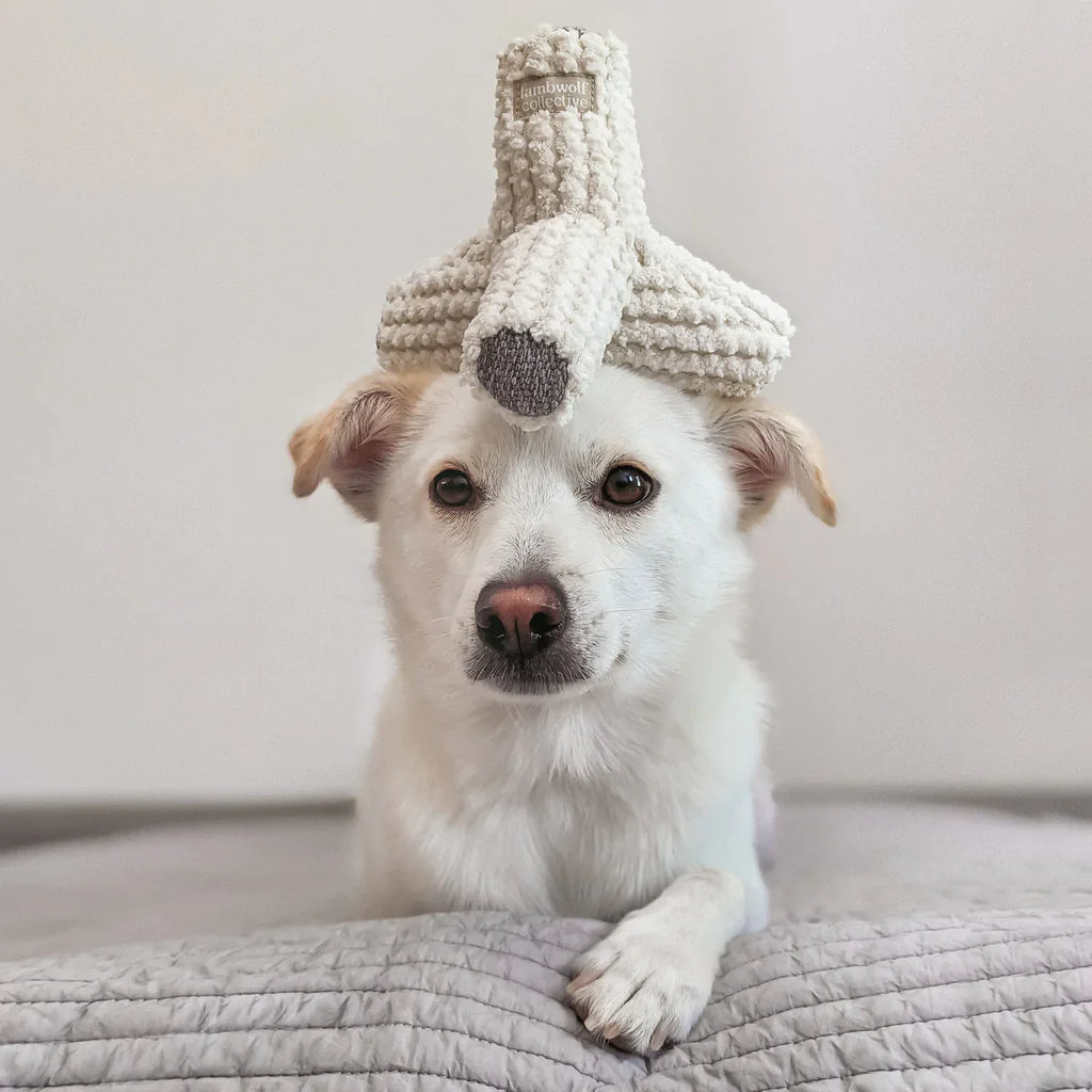 Breuer Toy - Squeaky + Crinkly