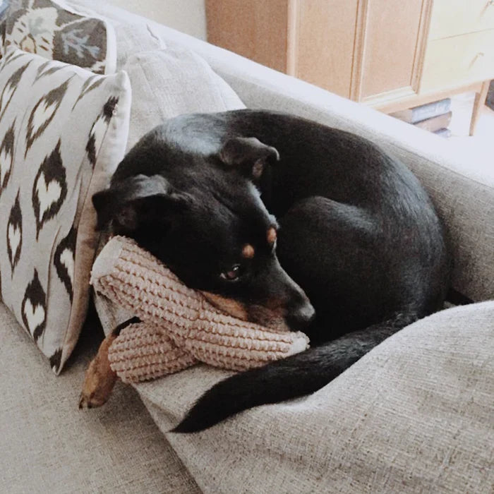 Breuer Toy - Squeaky + Crinkly