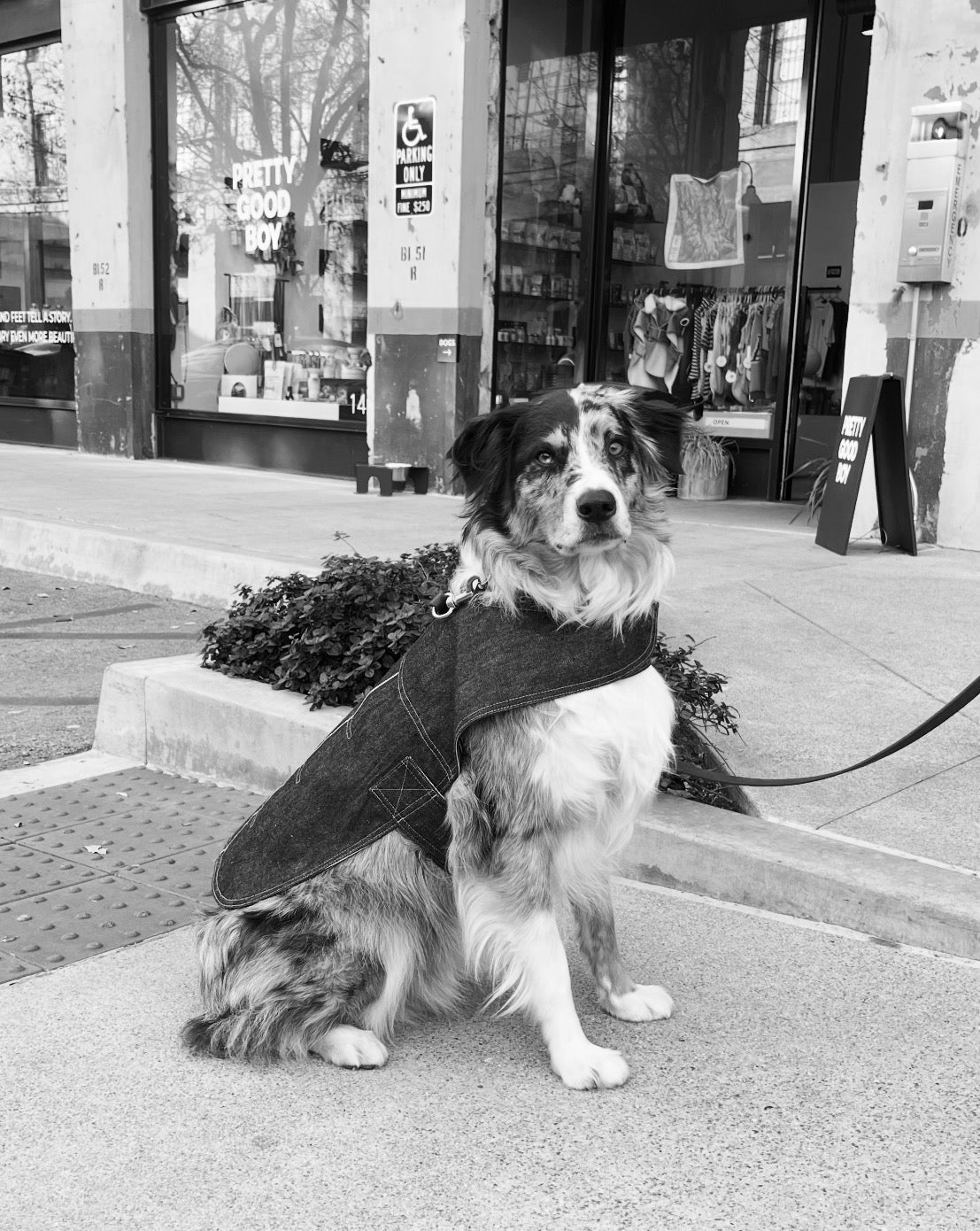 Blue Paws Denim Co. Type-1 Dog Jacket