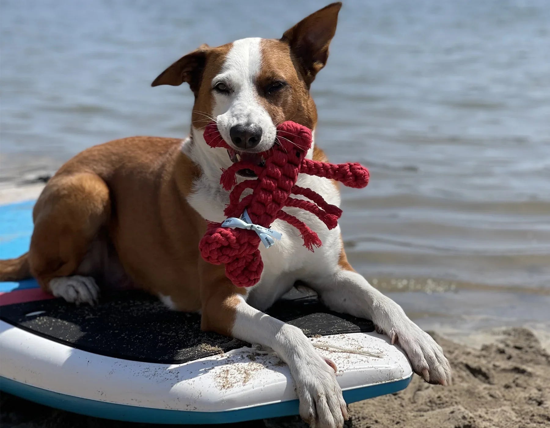 Louie the Lobster Rope Dog Toy