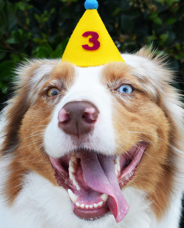 Number Pawty Hat