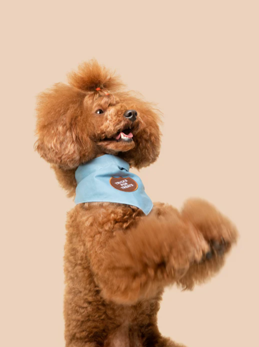 Tricks for Treats Iron-on Patch