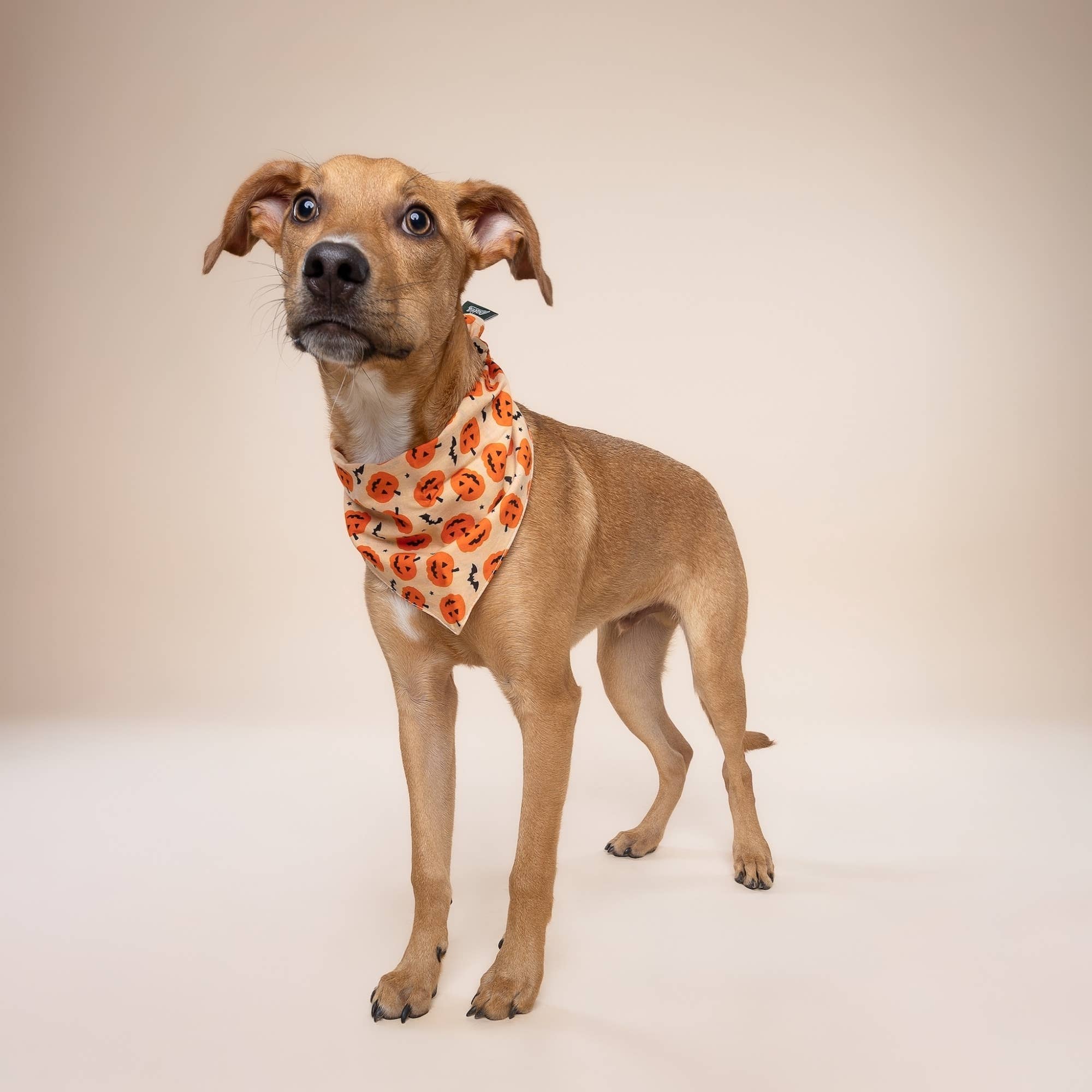 Pupkin Halloween Dog Bandana