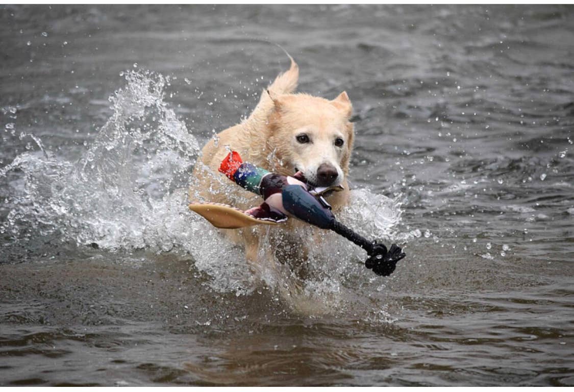 Fly & Fetch Launching Toy Duck