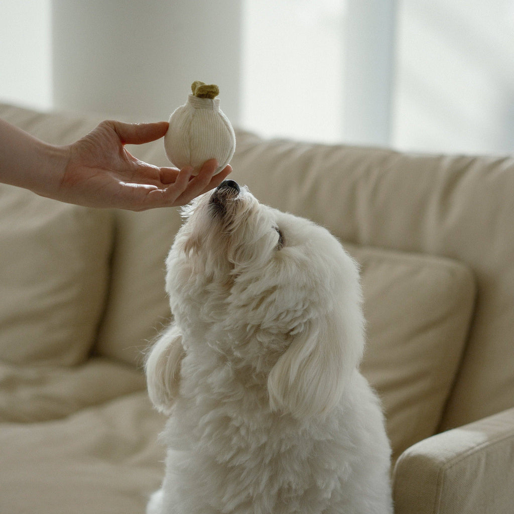 Garlic Enrichment Toy