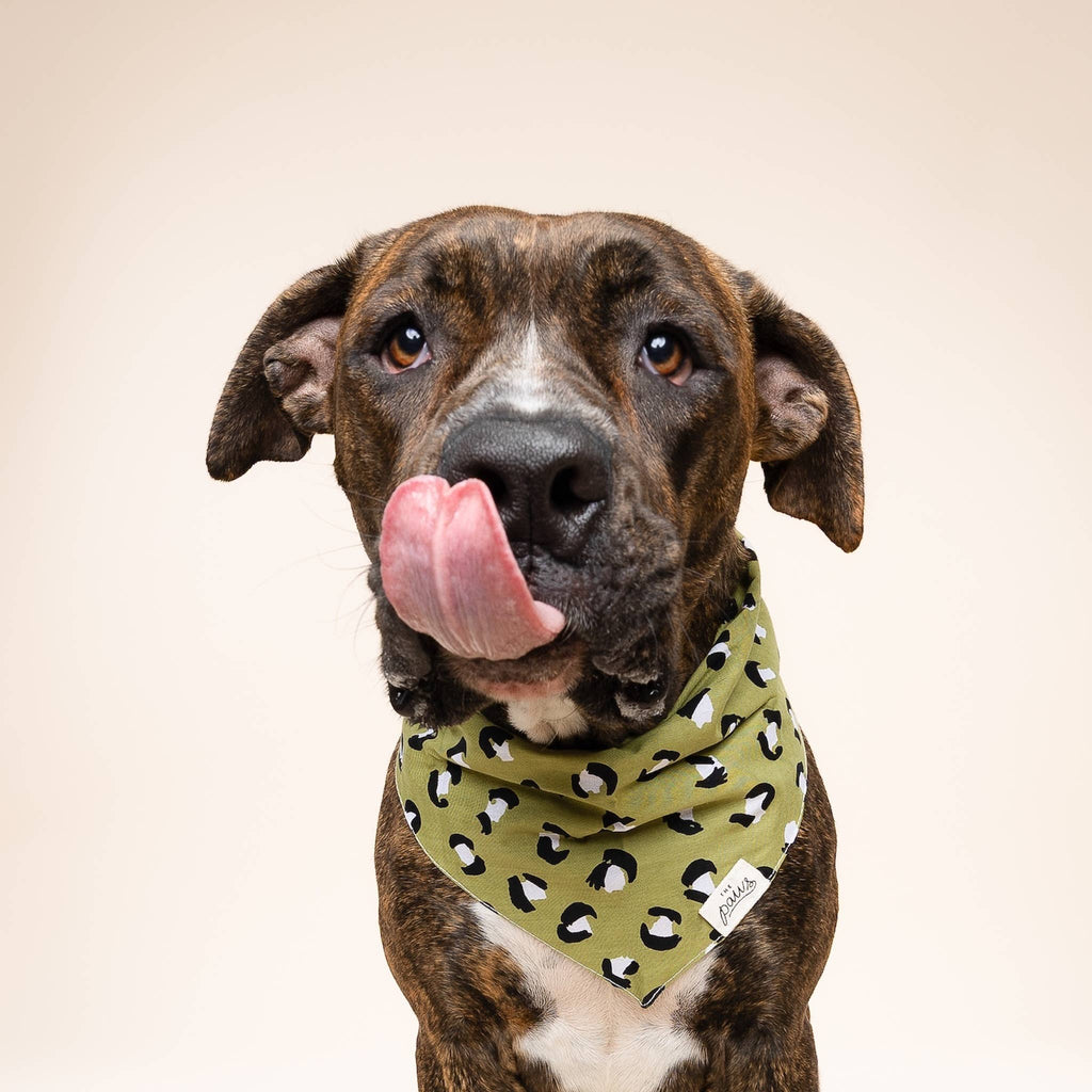 Olive Dog Bandana