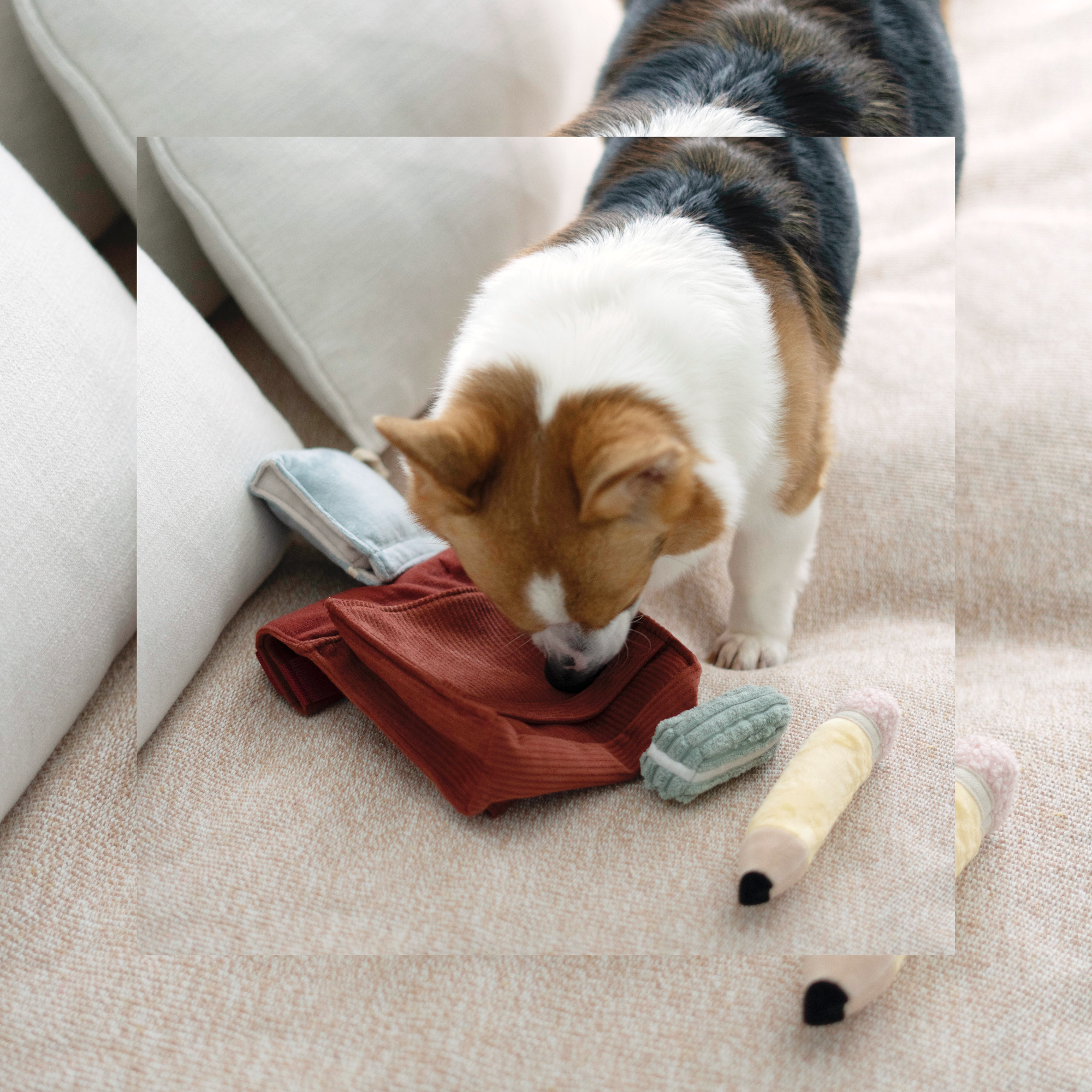 Back To School Dog Toy Set