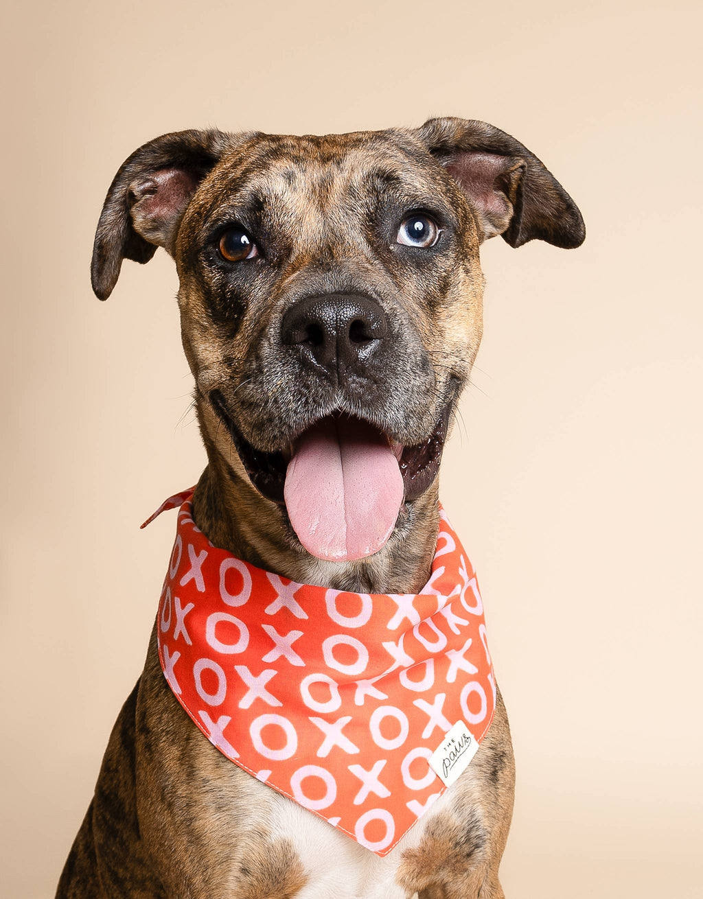 XO Dog Bandana