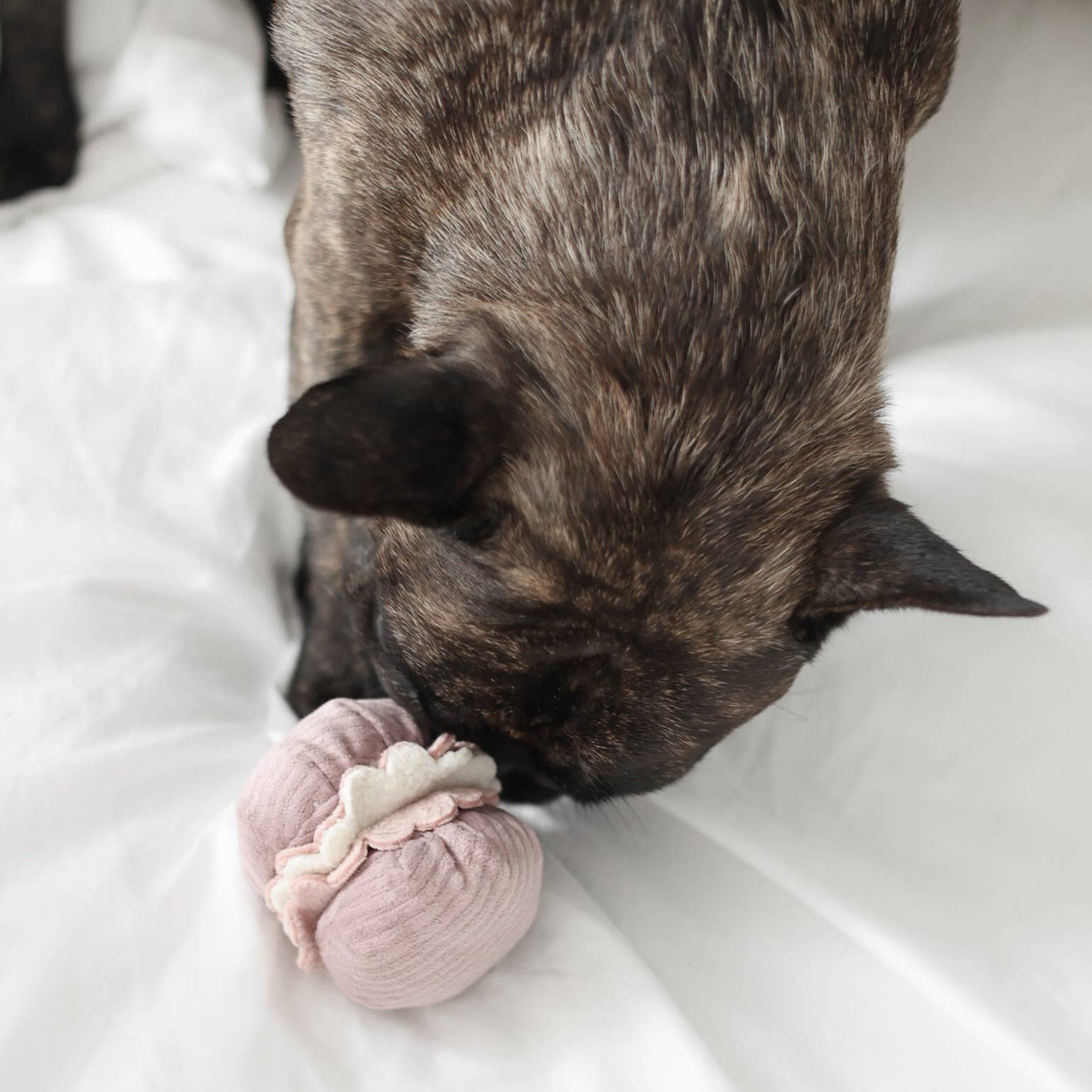 Petite Two Enrichment Dog Toy