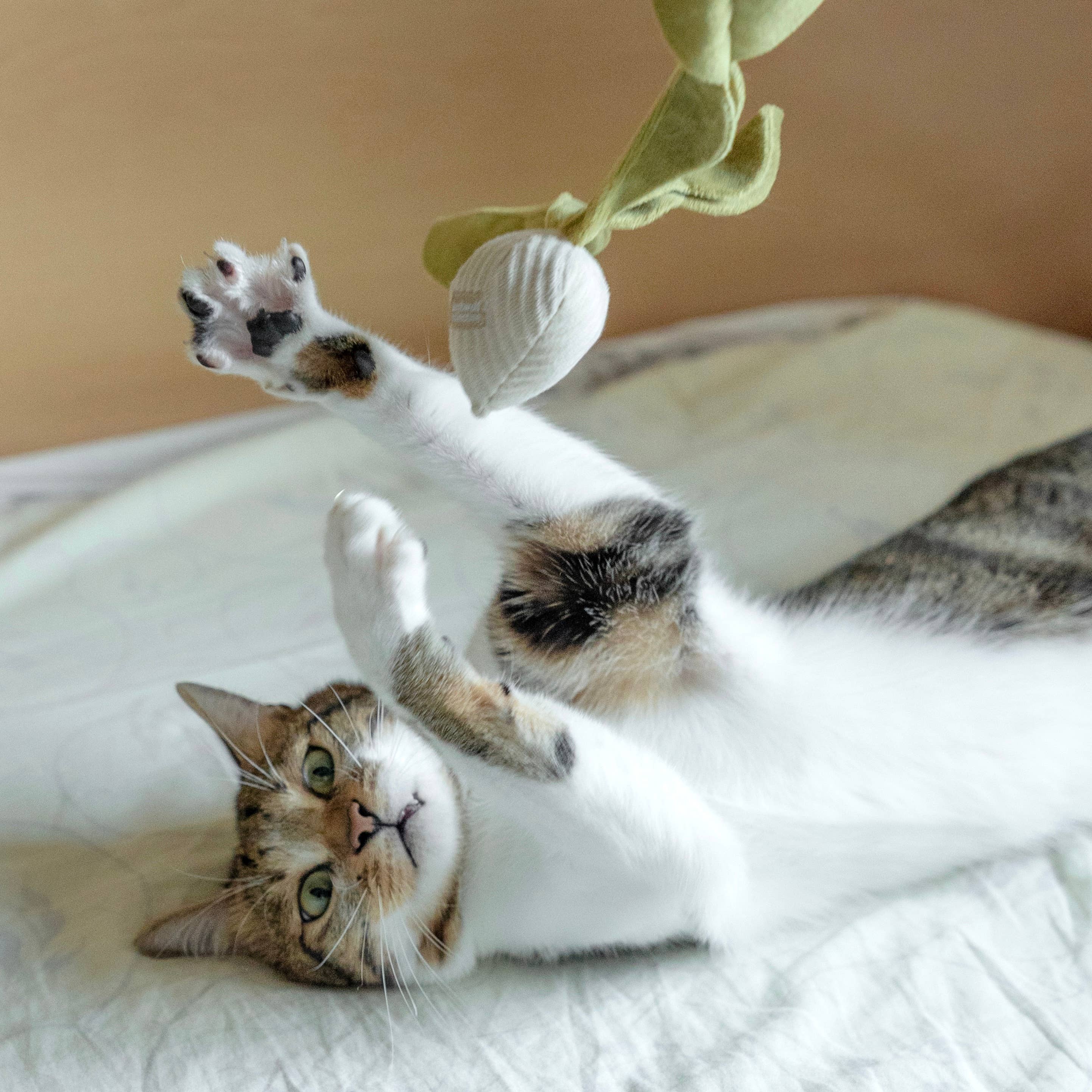 Kitty Radish Toy
