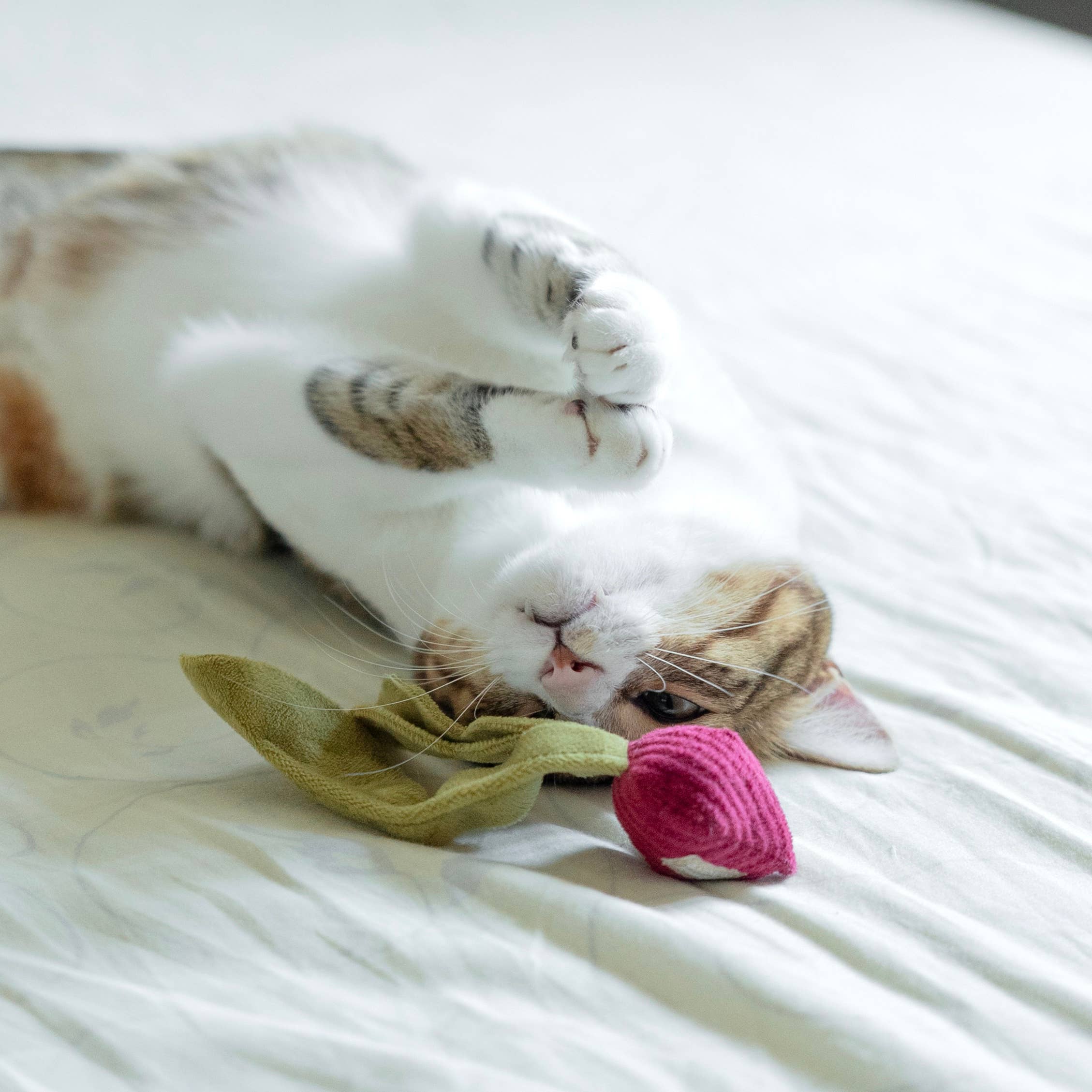 Kitty Radish Toy