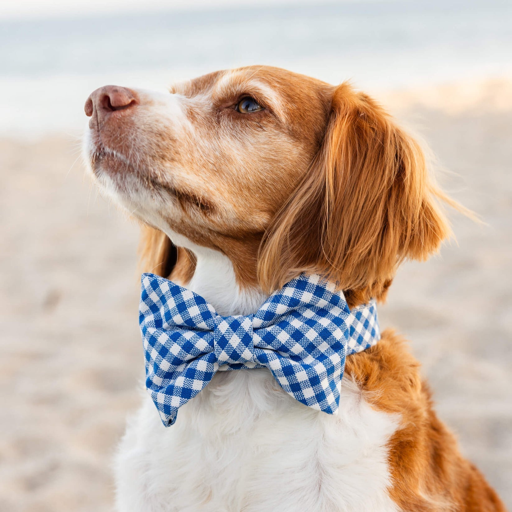 Dog Bow Tie
