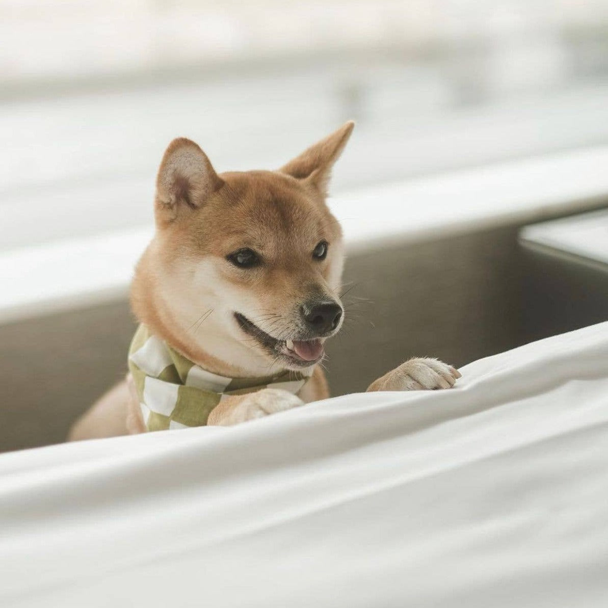 Checkmate Dog Bandana