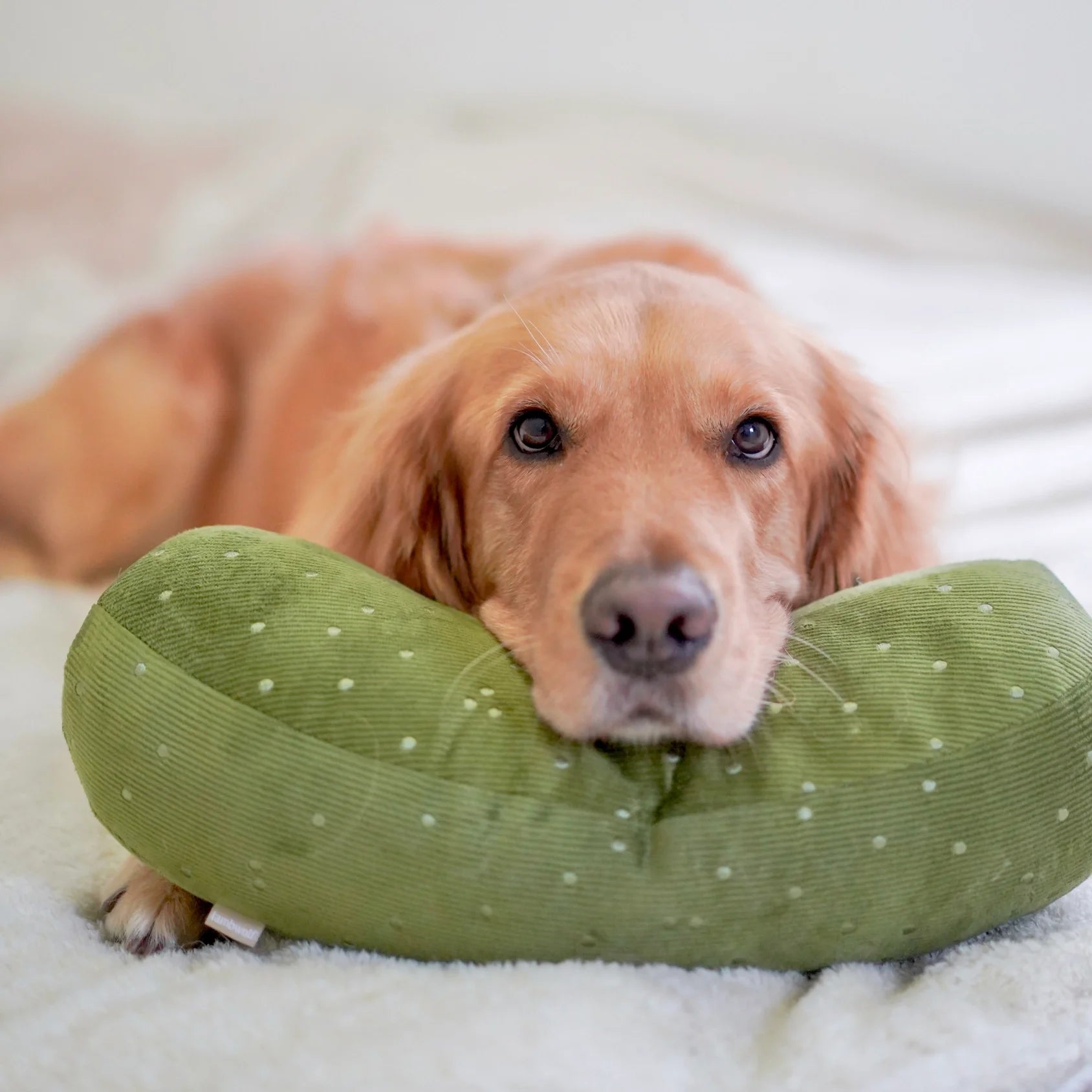 Giant Pickle Enrichment Dog Toy