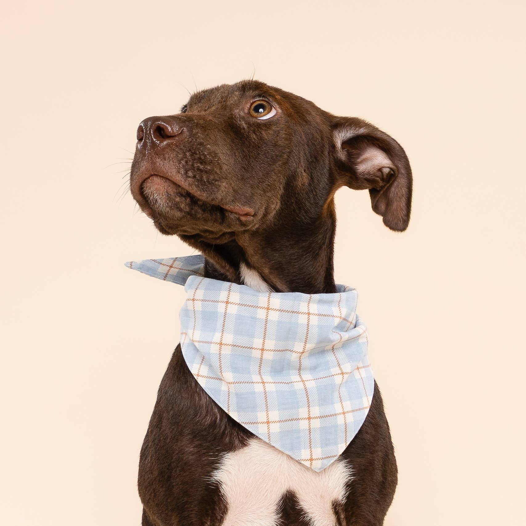 Harlowe Dog Bandana