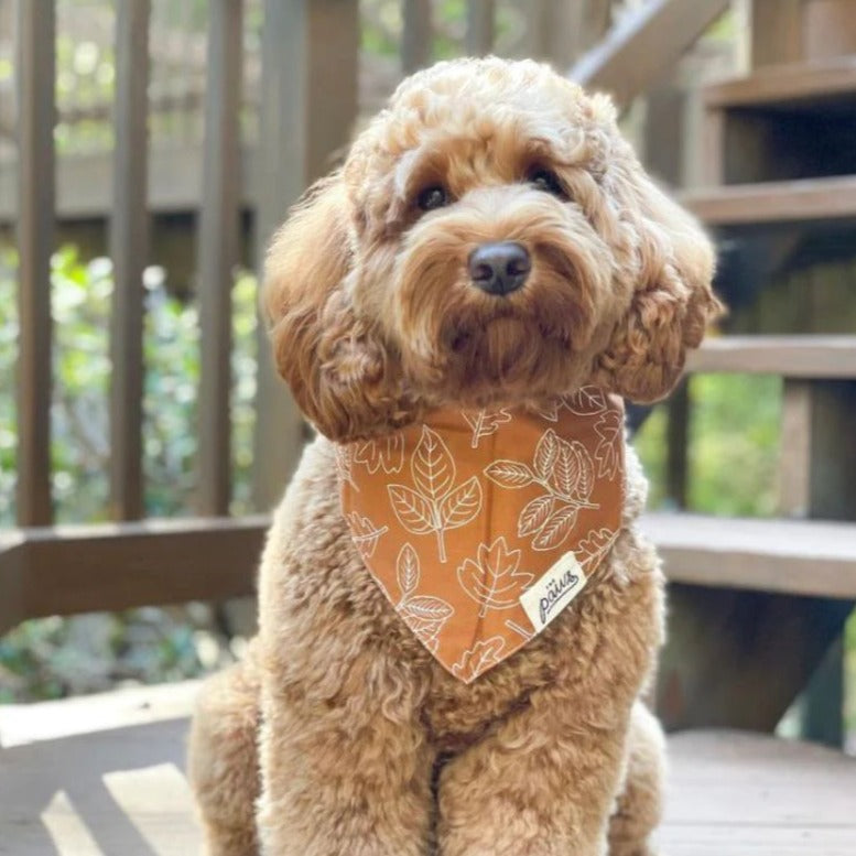 True North Dog Bandana